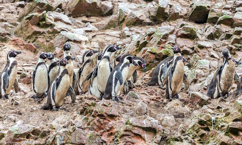 Peru-Ballestas-Islands